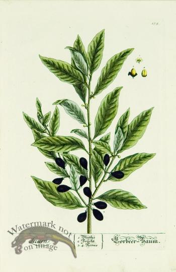 Blackwell German 145